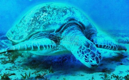 海底的巨型草龟