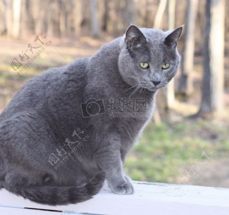 肥胖的灰色猫咪