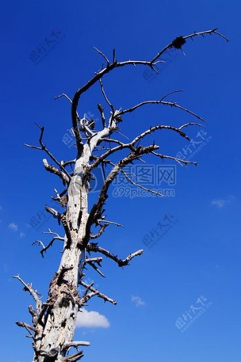 干旱枯死的树木