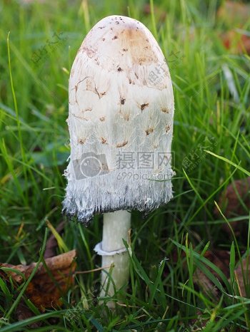 草地上生长的蘑菇