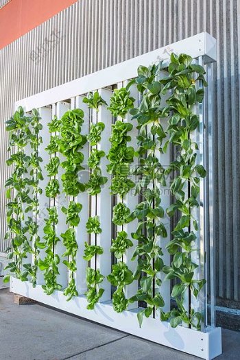 垂直农场的绿化墙