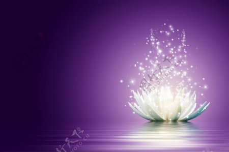 紫色背景下的花瓣与光芒