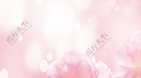 粉色系淡雅花朵背景