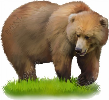 野生棕熊