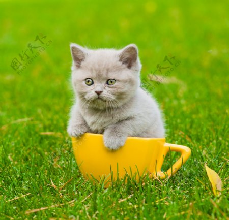 可爱的小猫动物高清图片
