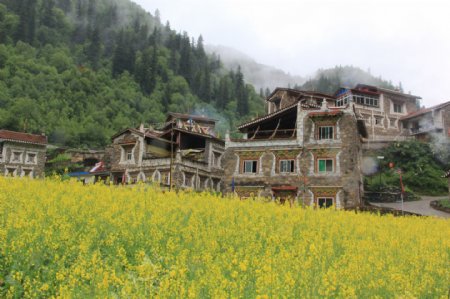 四川羌族磨梭油菜花图片