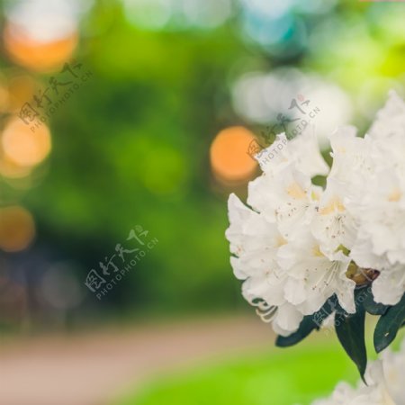 白色花朵特写