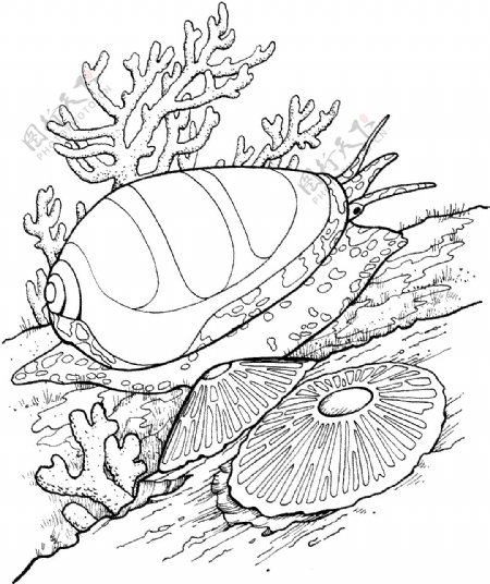 海贝海螺021