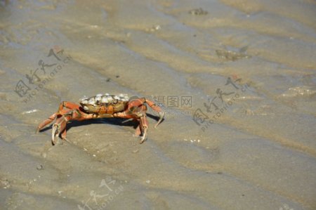 泥地上的螃蟹