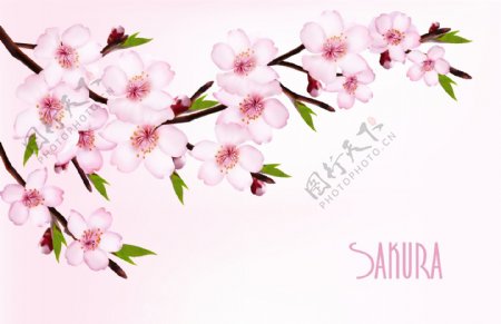 美丽的樱花向量背景图形自由向量