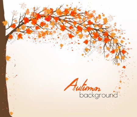 秋天枫树背景设计素材图片