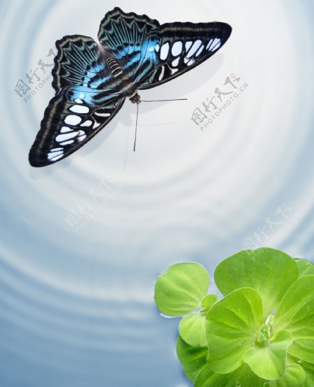 蝴蝶与水纹背景高清图片
