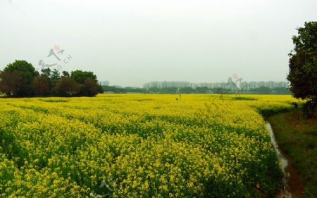 油菜花田园风光