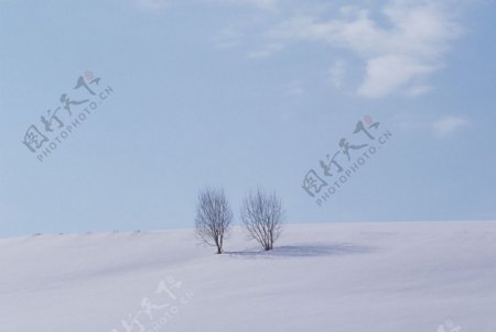 雪原上的孤树