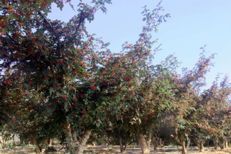 花椒树