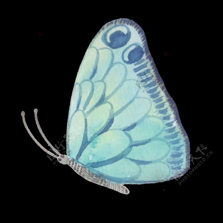 美丽蝴蝶透明装饰图案
