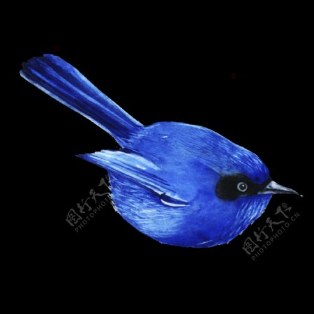 蓝色小鸟透明装饰图案