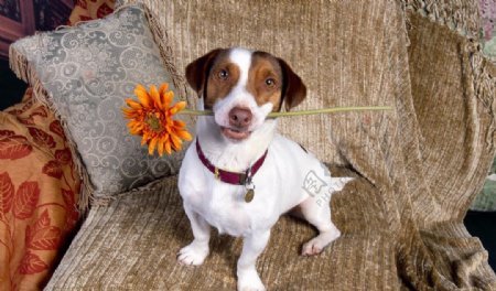 可爱的狗狗叼向日葵