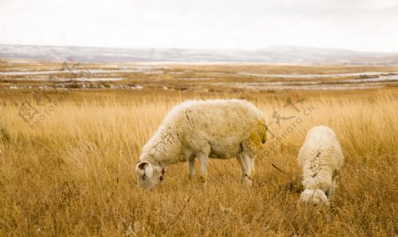 坝上草原冬日牧羊