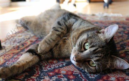 地毯上的猫咪