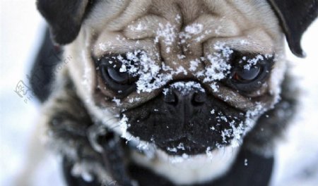 雪中的巴哥犬