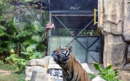 老虎盯着肉看