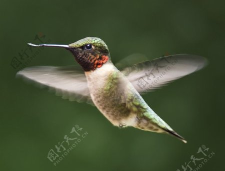 蜂鳥鳥類