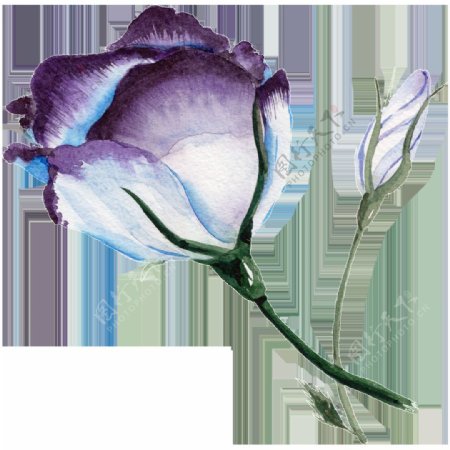 紫蓝色花朵水彩透明花朵素材