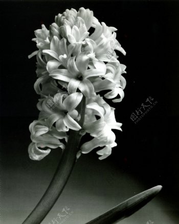 黑白画唯美花卉摄影装饰画