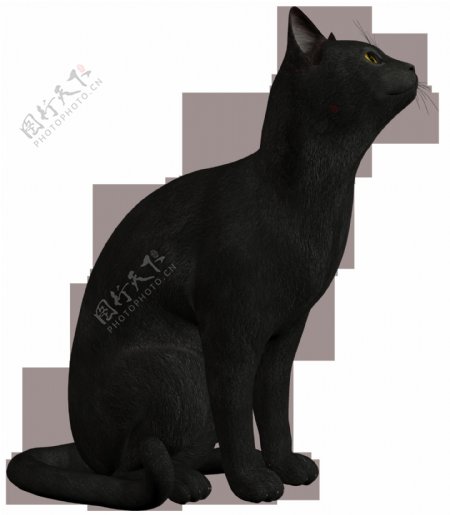 黑色猫咪侧面图免抠png透明素材