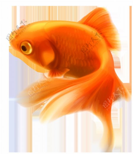 橙色金鱼免抠png透明图层素材