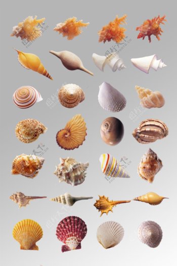 一组写实海螺海贝贝壳海洋生物动物元素素材