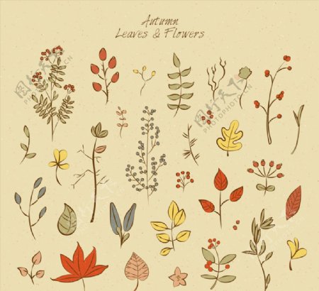 31款彩绘秋季叶子和花卉矢量图