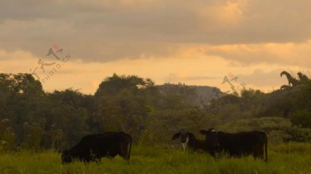 实拍夕阳下休闲吃草的奶牛视频素材