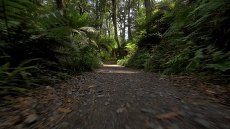 沿丛林路径追踪