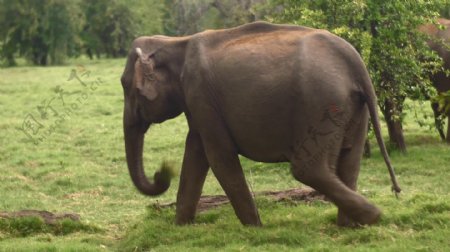 大象吃草