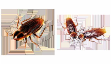红色蟑螂图片免抠png透明图层素材