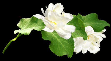 清新白色花朵绿叶植物png透明素材