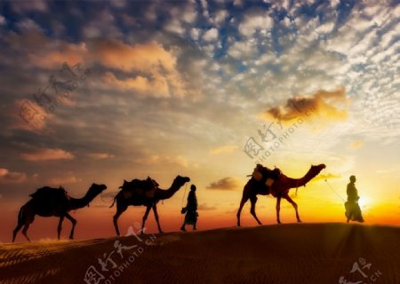 夕阳下的骆驼行人桌面壁纸