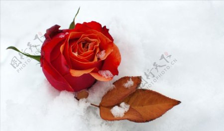 红玫瑰干叶白雪