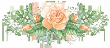 迷人玫瑰花卡通透明素材