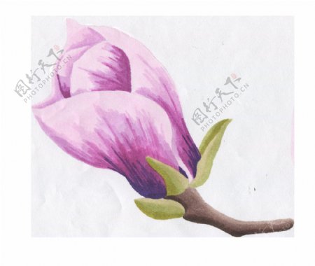 紫色含苞待放花卉卡通水彩透明素材