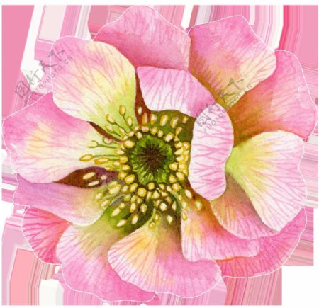 粉色芬芳花卉卡通透明素材