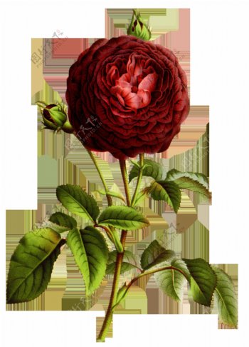 玫红花瓣卡通透明素材