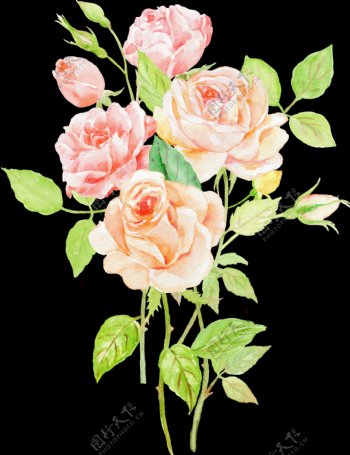 手绘水彩卡通玫瑰花png透明素材