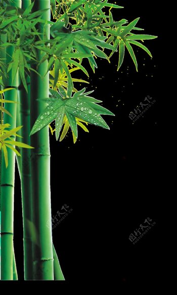 绿油油竹子png透明素材