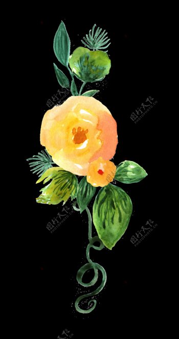 手绘两朵水彩橘黄色花朵png透明素材