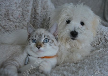 白色狗狗和猫咪