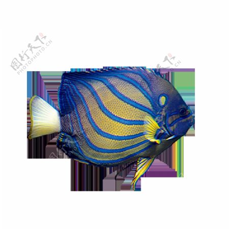 蓝色条纹热带鱼png元素