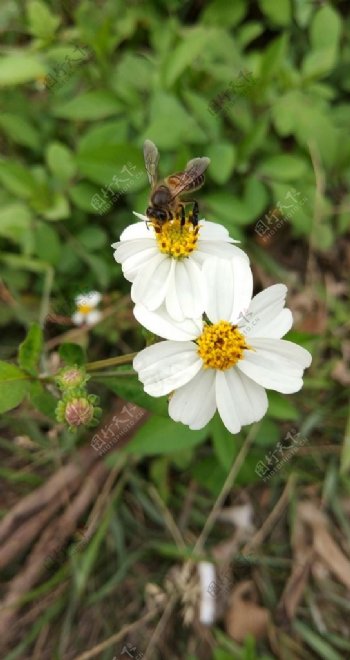 蜜蜂与野菊花